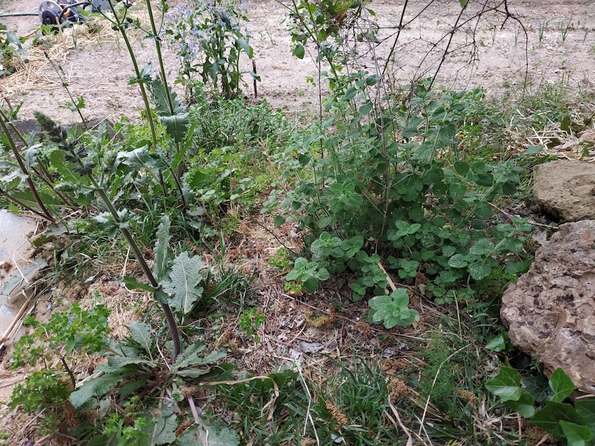 Annexe ptit coindu jardin.jpg