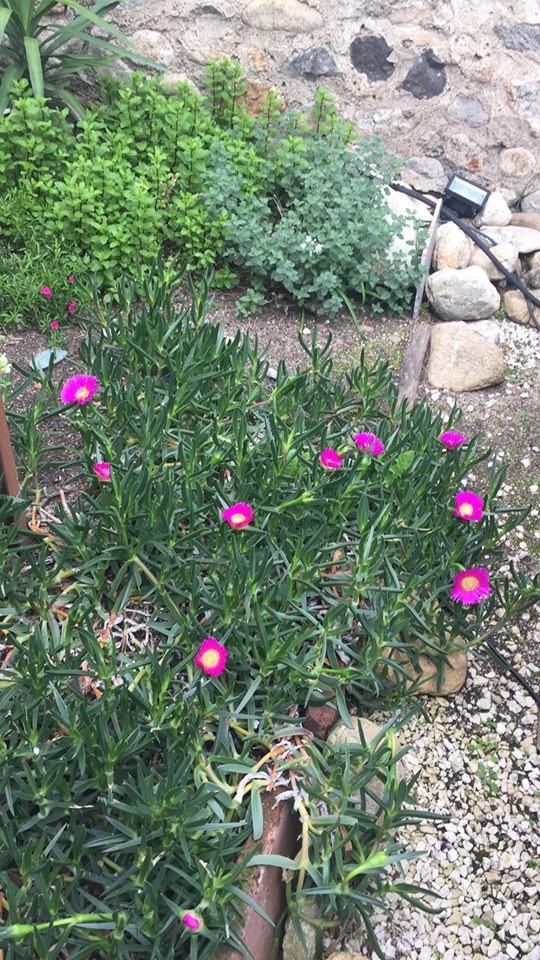 Annexe 94016330_1507079109454116_5725209135192997888_n.jpg