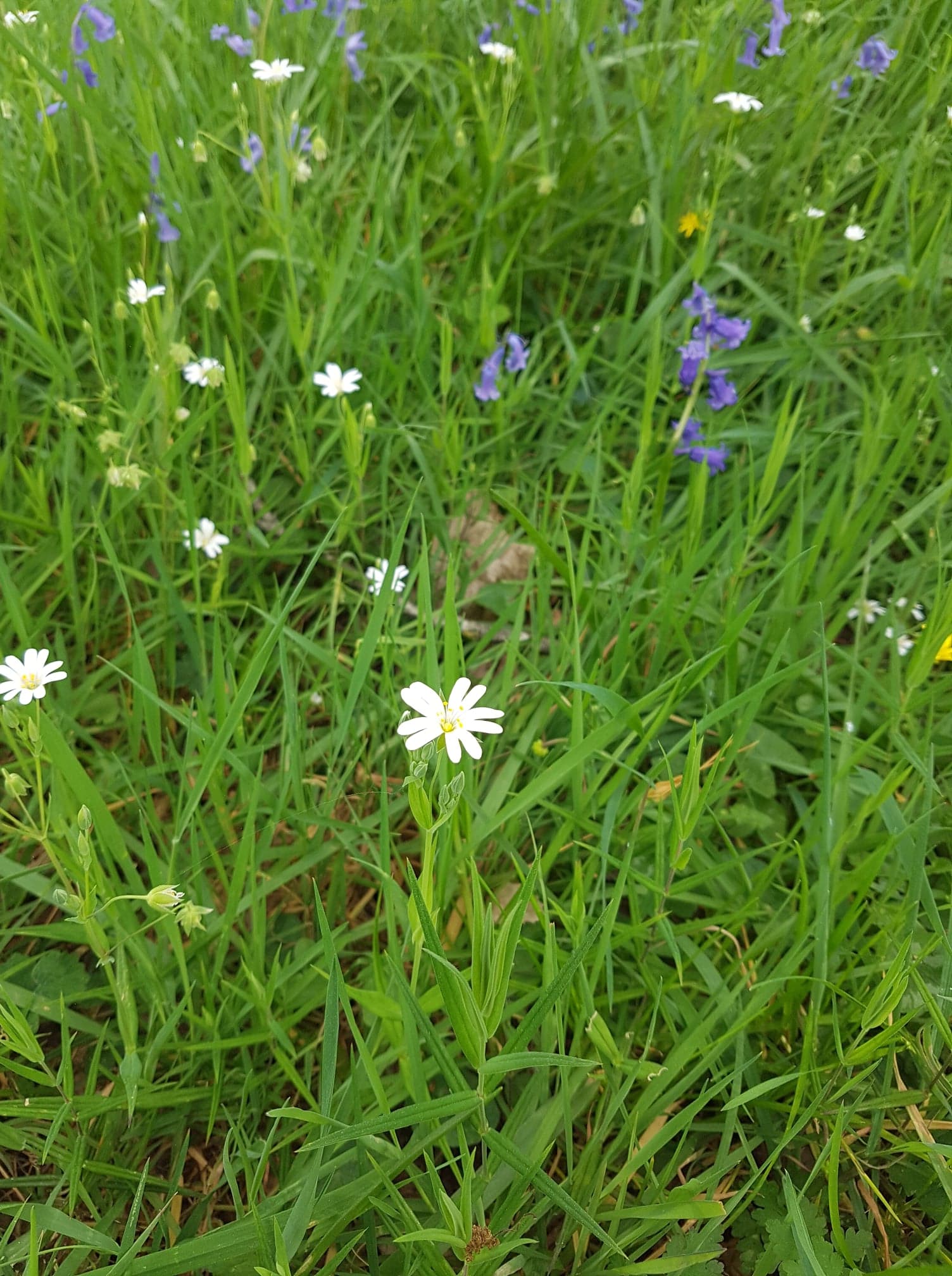 Annexe 93290889_700825337355605_1656378077850107904_n.jpg