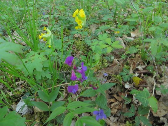 Annexe IMG_1388 red.JPG