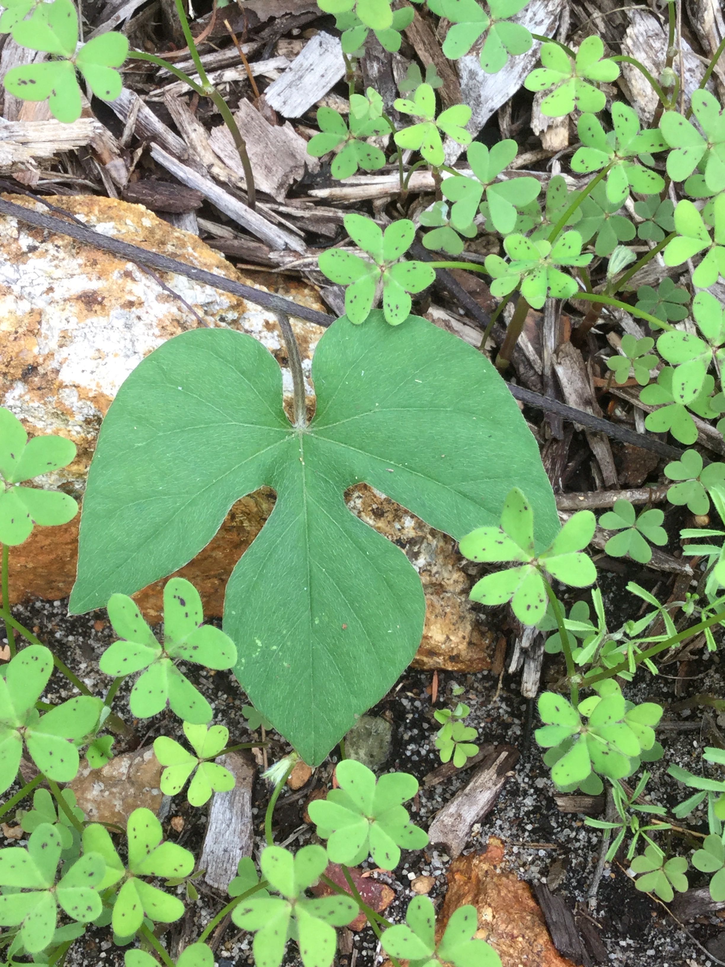 Annexe Ipomee dinde.jpg