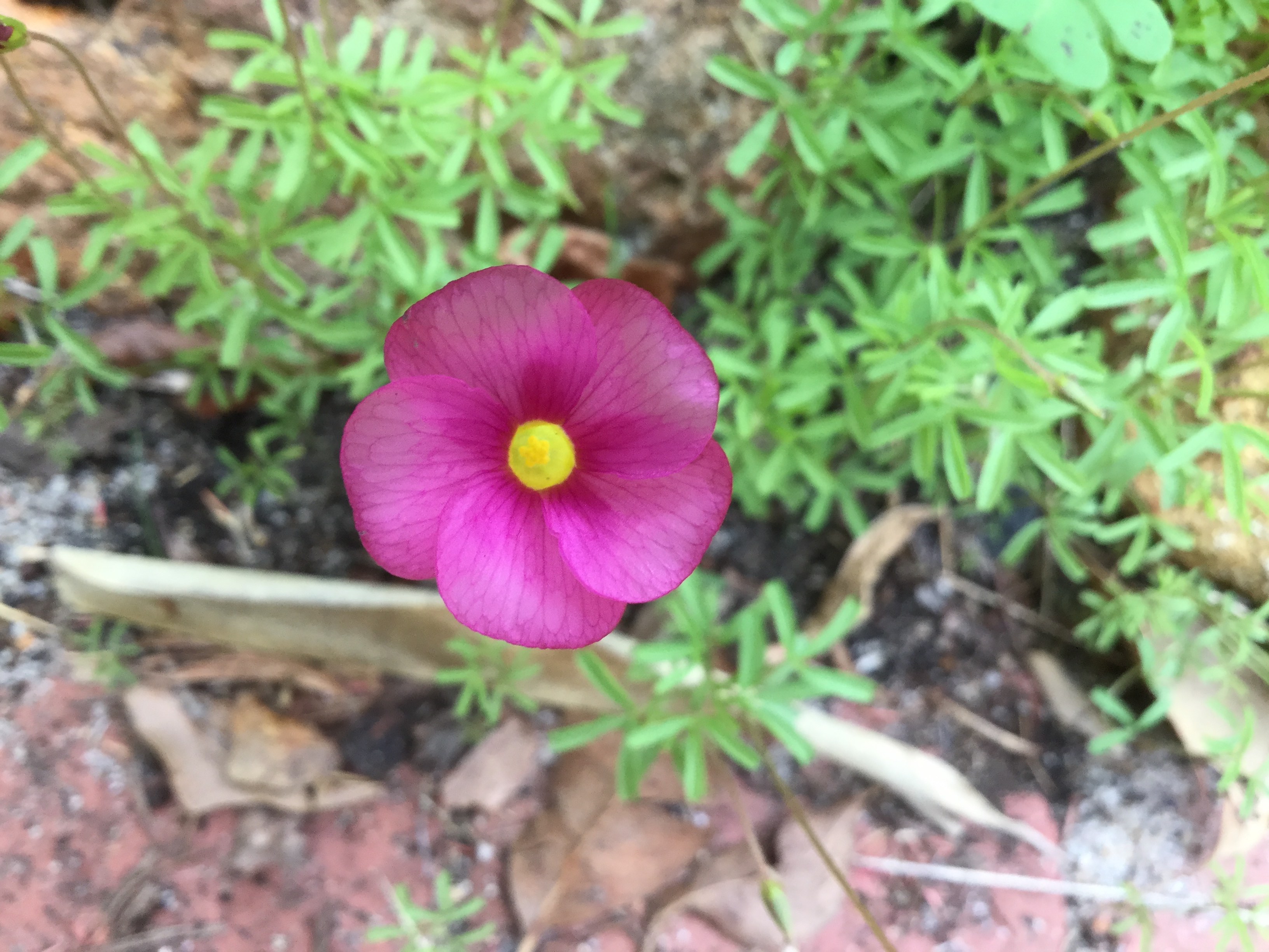 Annexe Oxalis glabra.jpg