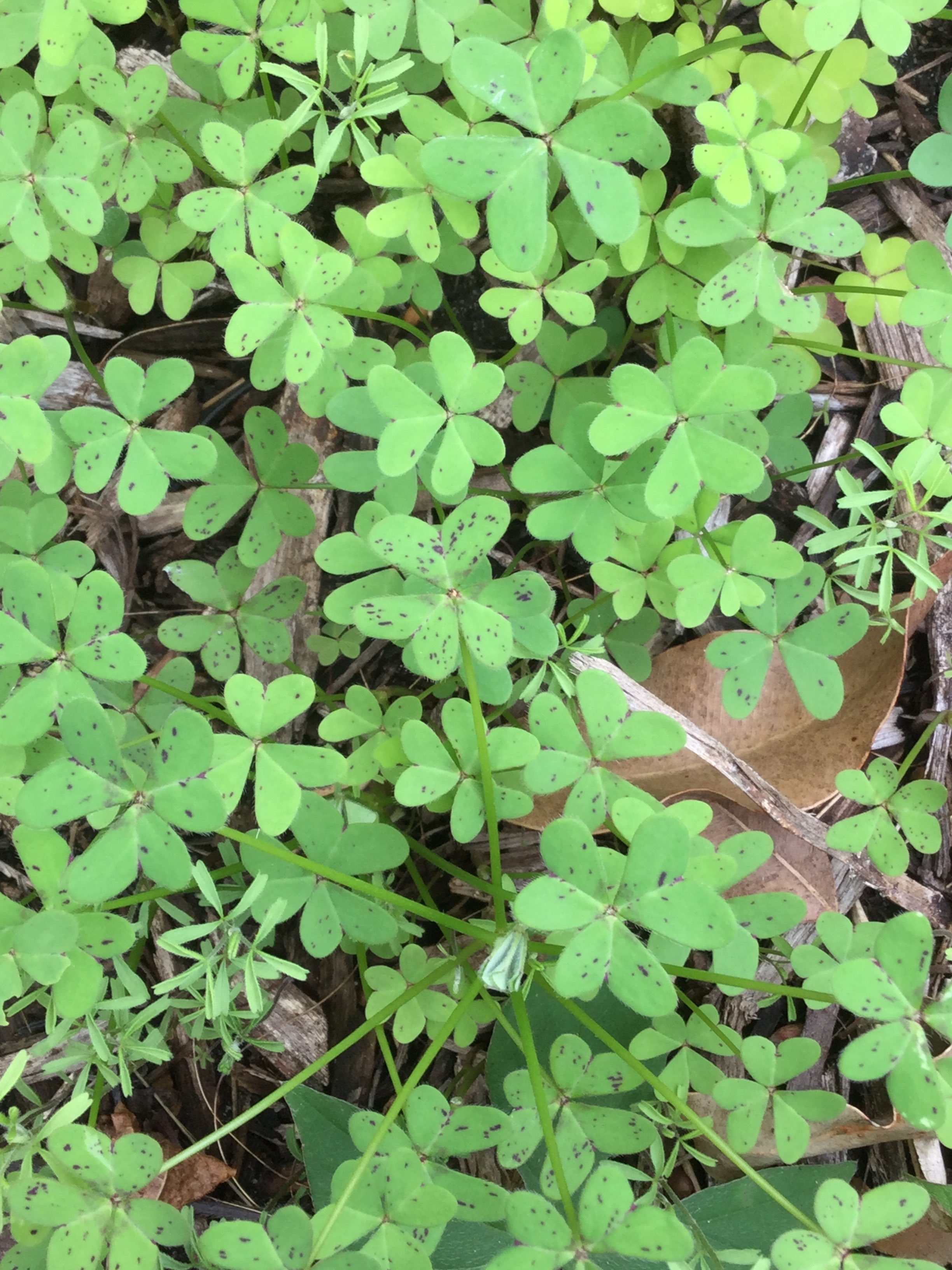 Annexe vue trefle.jpg