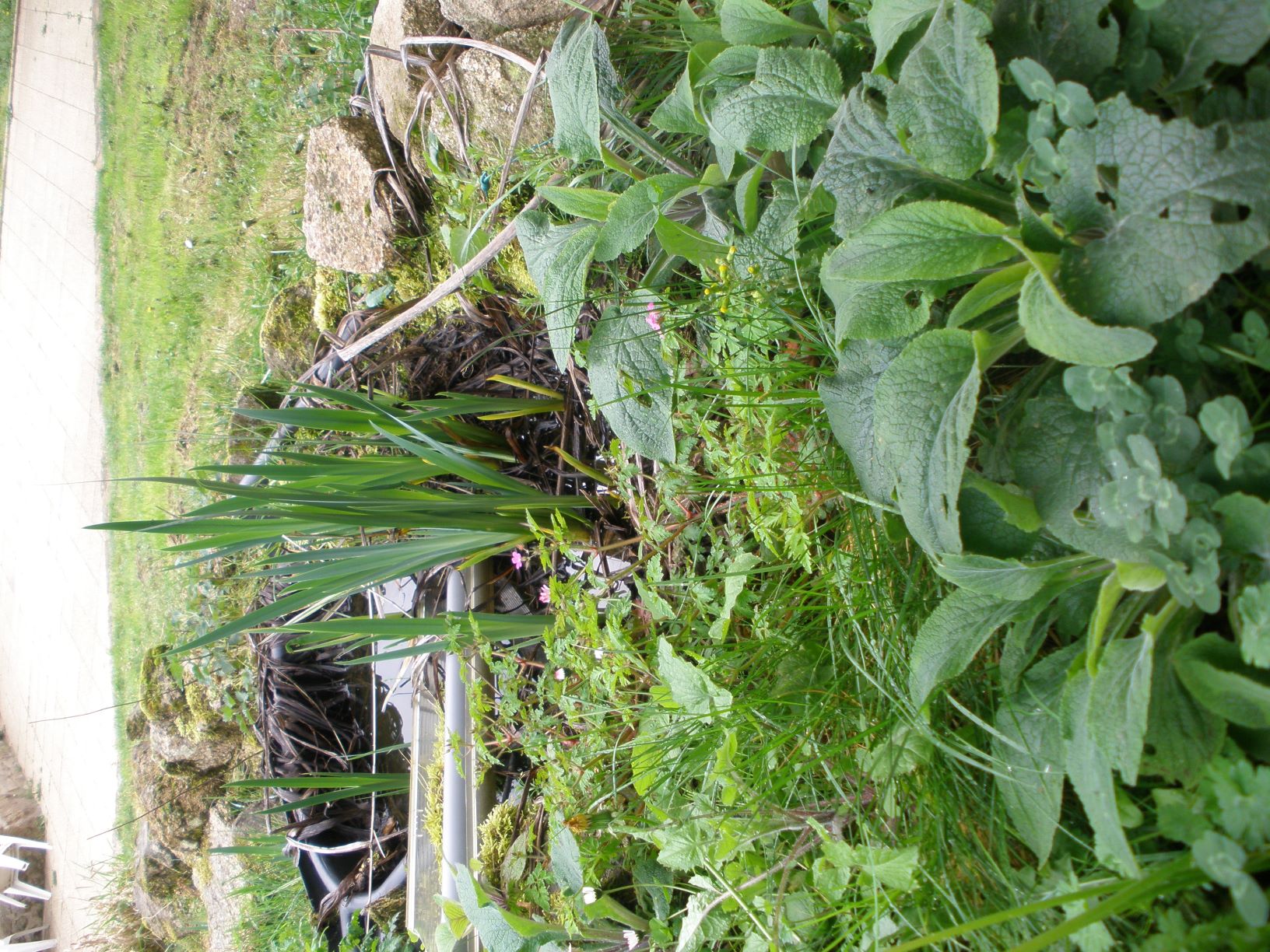 Annexe Exemple de cohabitation de différentes espèces.JPG