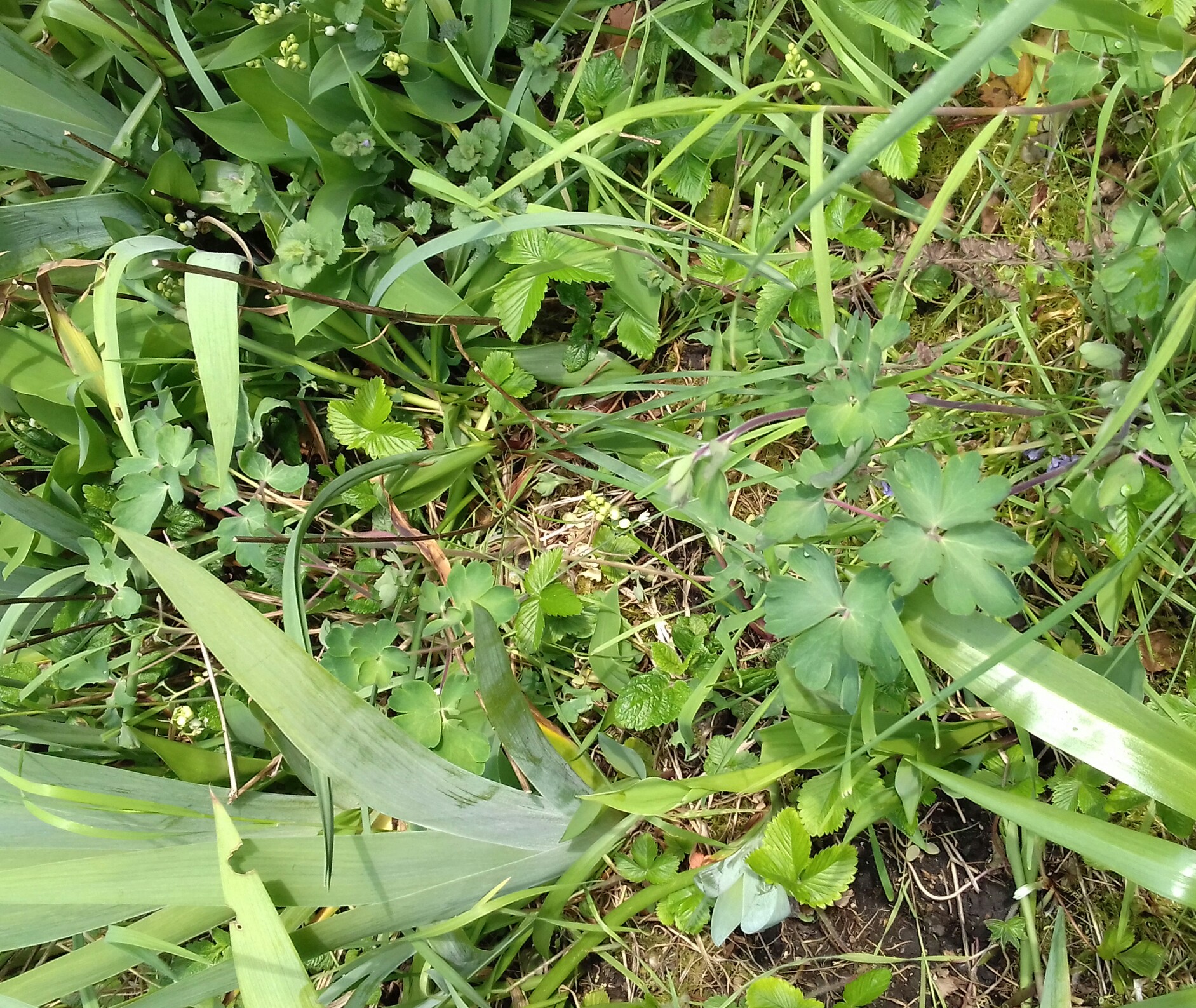 Annexe IMG_20200419_141722.jpg