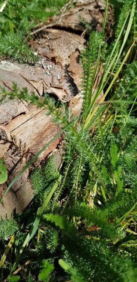 Annexe Biodiversité - Achillée millefeuilles.jpg