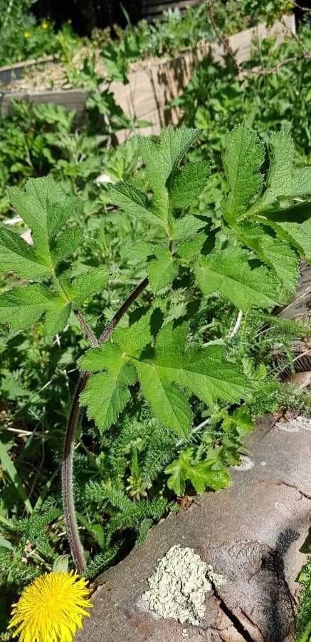 Annexe Biodiversité - berce commune.jpg