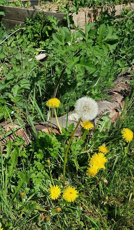 Annexe biodiversité 1.jpg