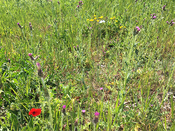 Annexe petit champs de fleurs.jpg