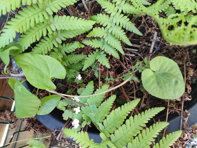 Annexe activité biodiversité confinée.jpg