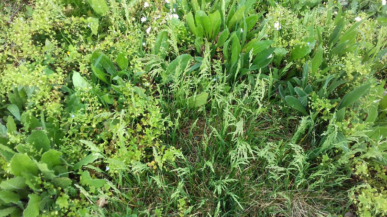 Annexe 20200419_180548.jpg