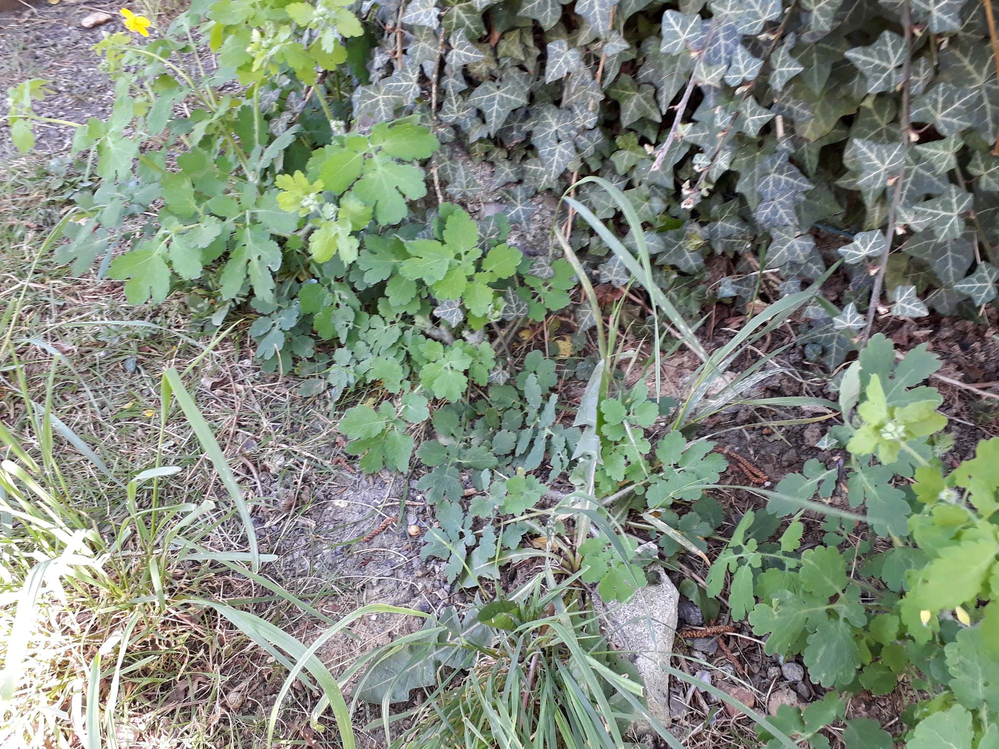 Annexe biodiversité.jpg