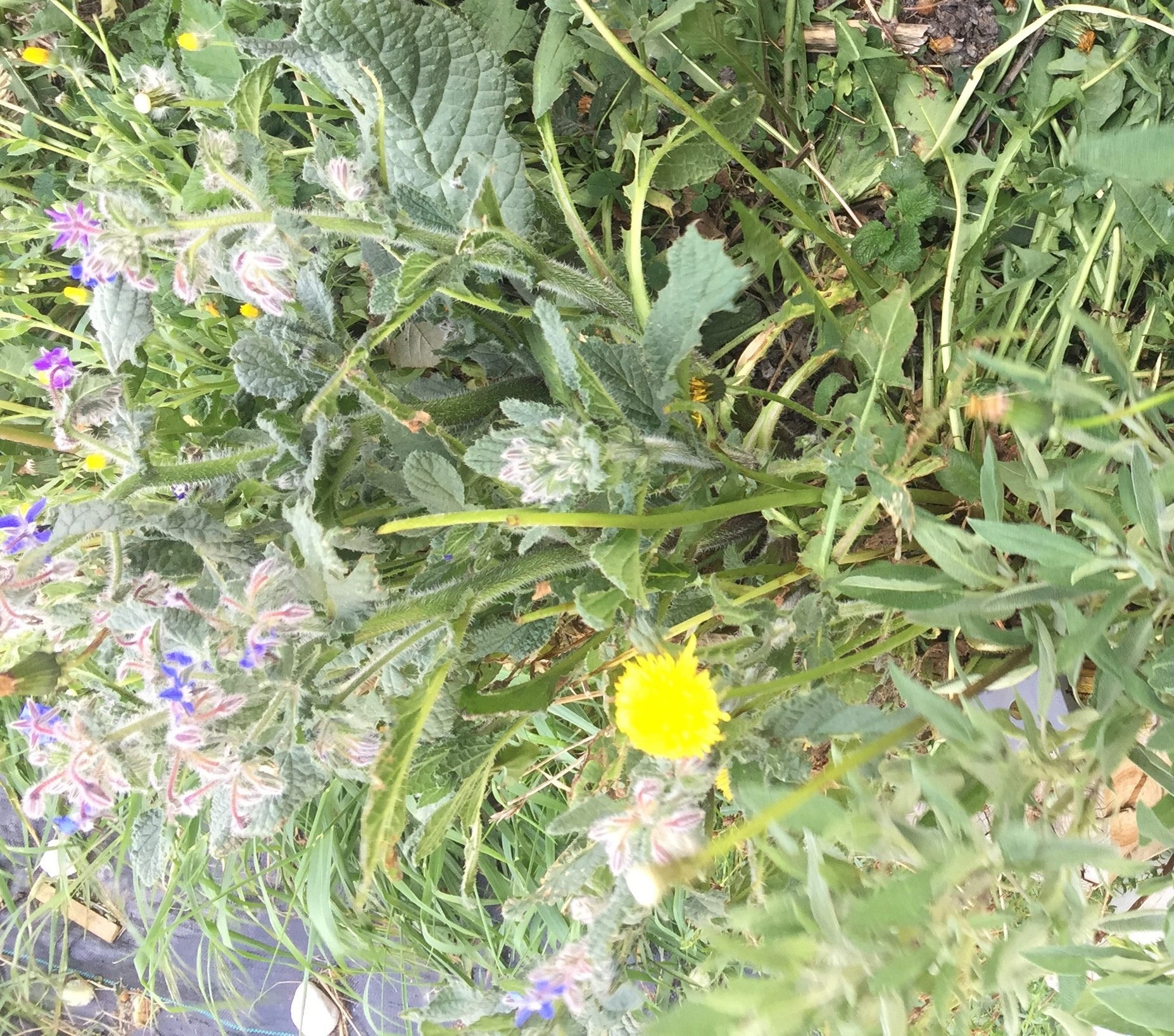 Annexe Biodiversité.jpg