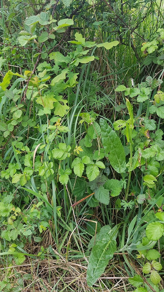 Annexe 20200420_183419.jpg