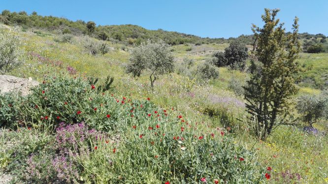 Annexe biodiversité petite kabylie redimensionnée.jpg