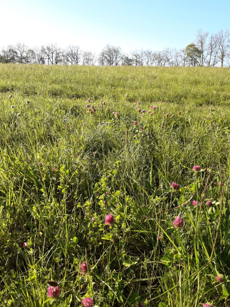 Annexe Biodiversité ST Michel Penne dagenais.jpg