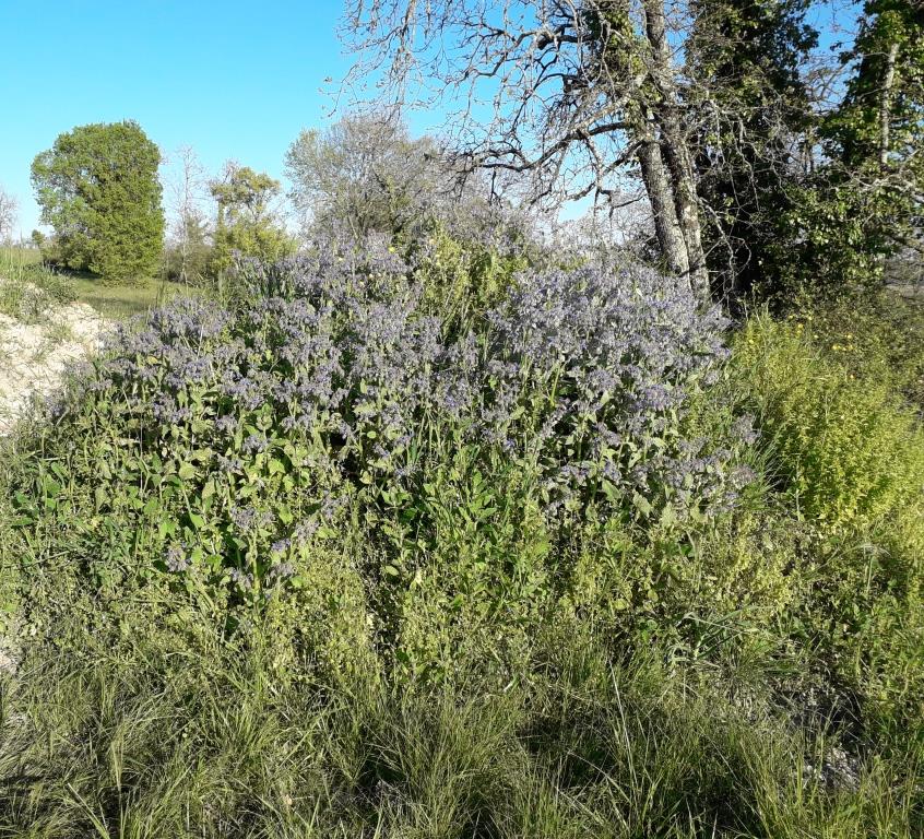 Annexe Biodiversité plateau St michel Penne dagenais 47.jpg