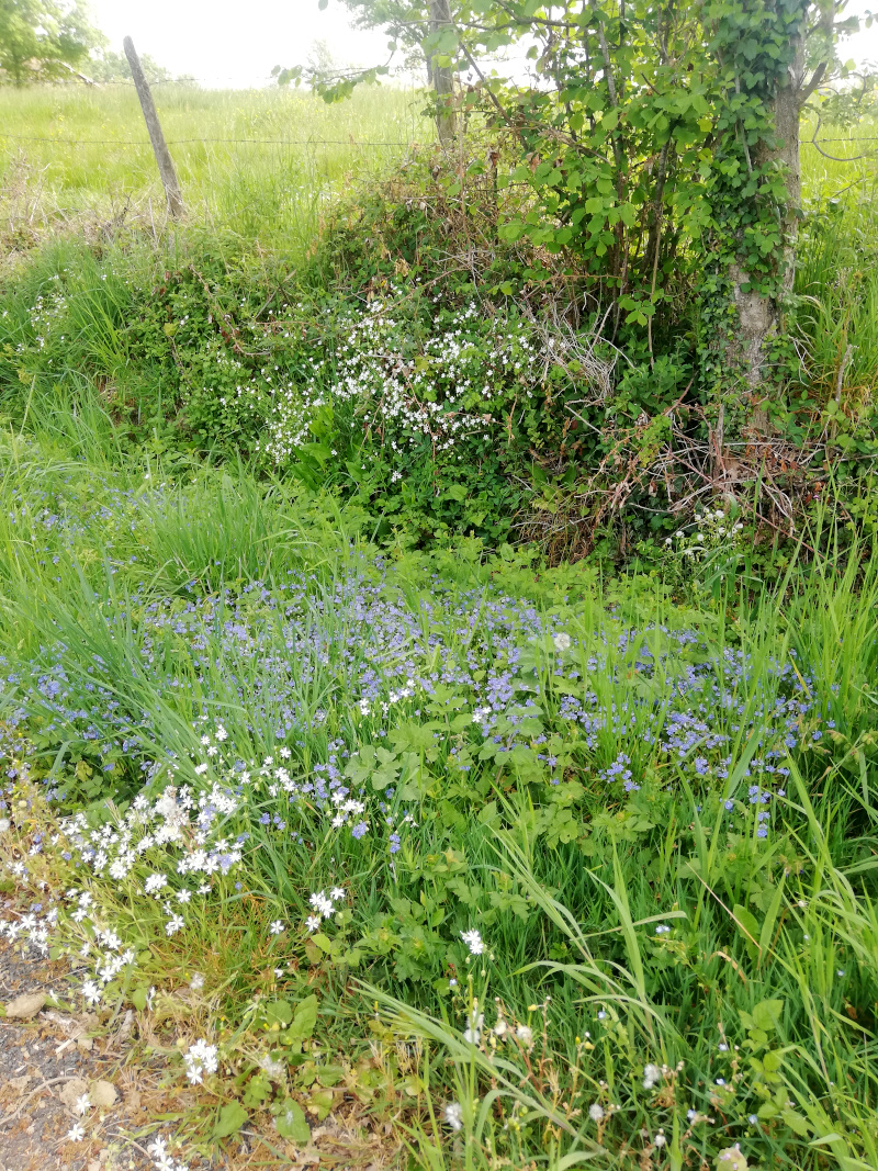 Annexe IMG_20200420_122643-1.jpg