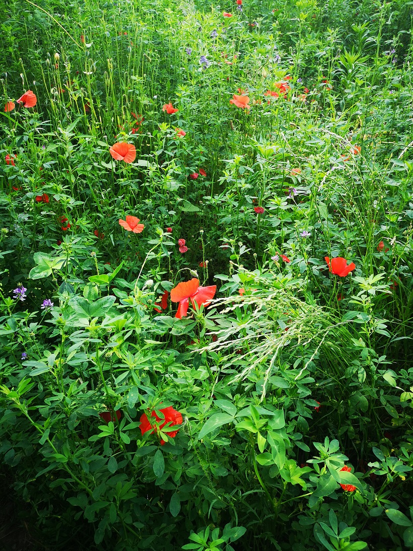 Annexe lot-botanica.jpg