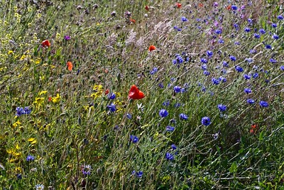 Annexe 48082067153_77591fcc33_w.jpg