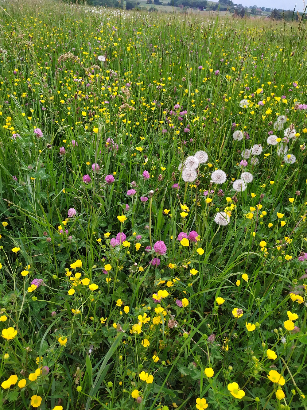 Annexe 93714047_677314083084996_3755272047865888768_n.jpg