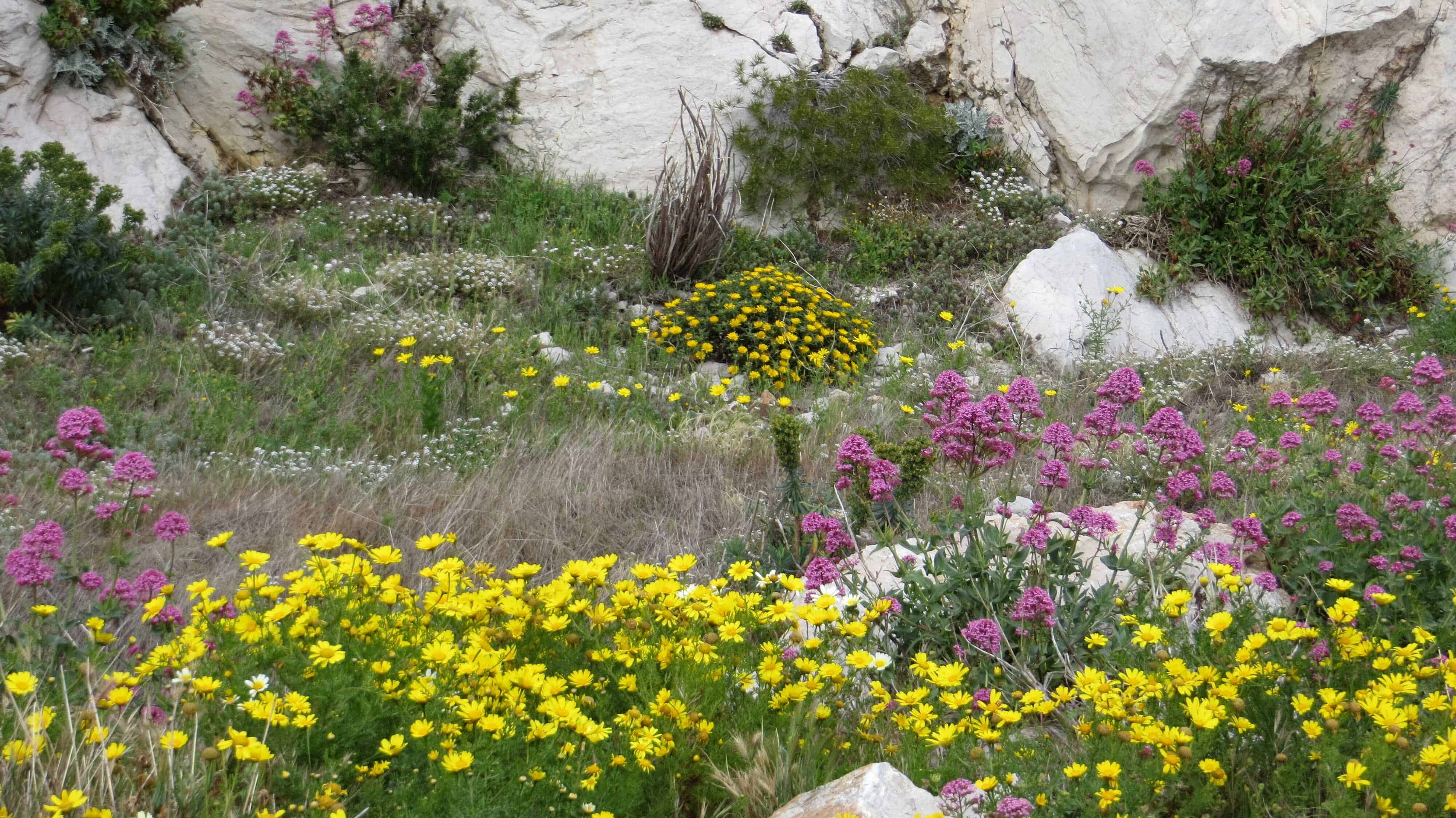 Annexe biodiversité pied de falaise.jpg