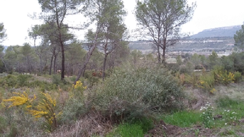 Annexe Activité séquence 1- biodiversité.jpg