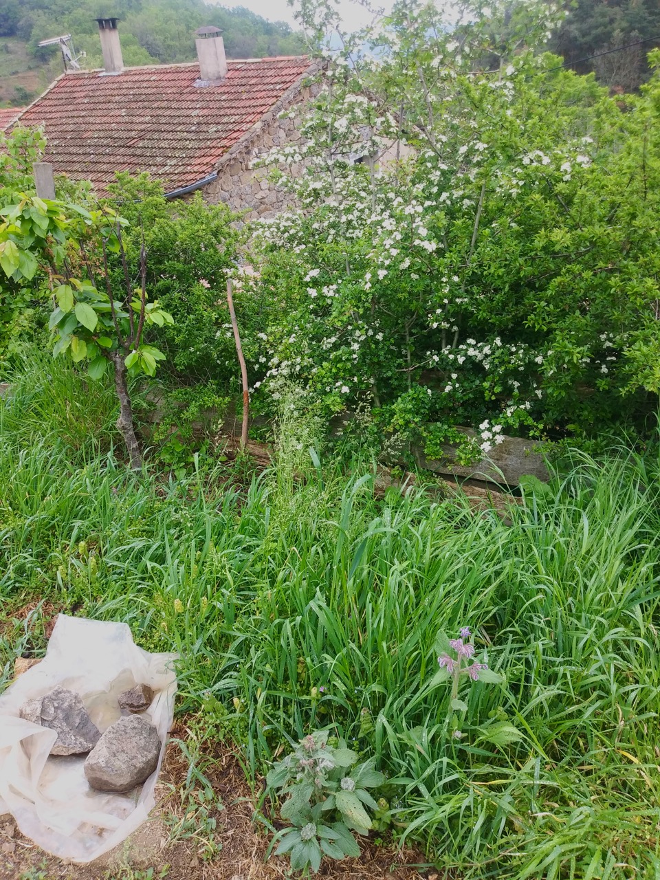 Annexe 20200421_114022 (1).jpg