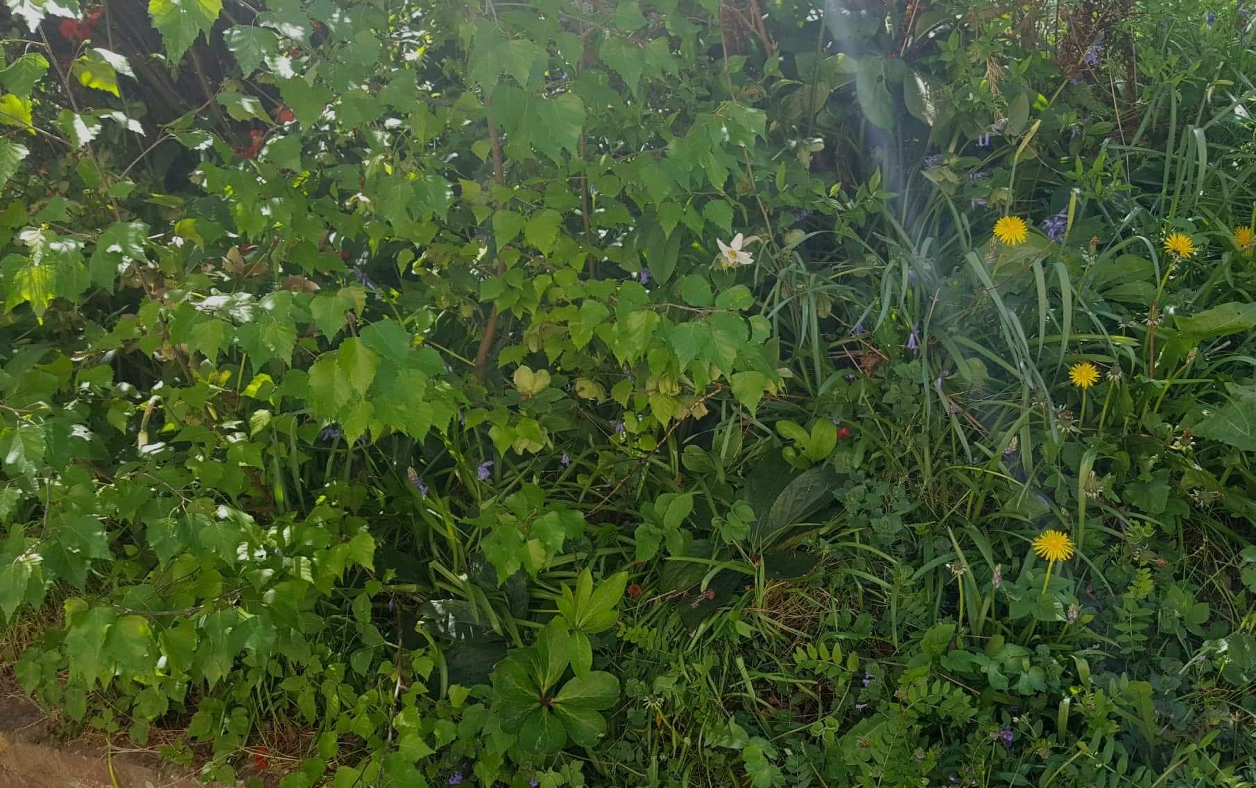 Annexe received_251790612538061.jpeg