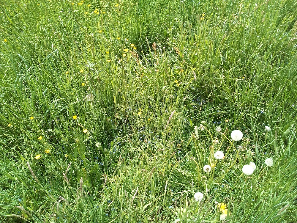 Annexe IMG_20200421_144233.jpg