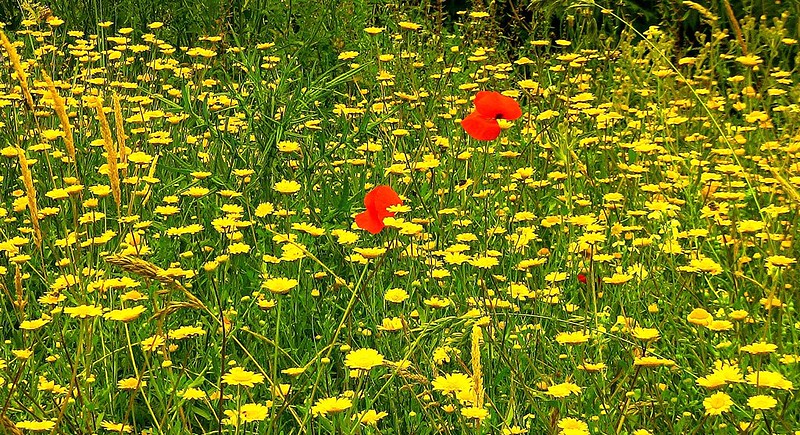 Annexe 14892040026_144f62fbfd_c (1).jpg