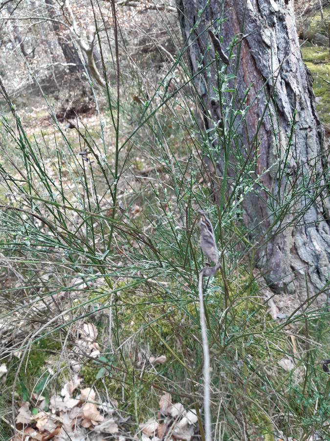 Annexe 1587074413622.JPEG