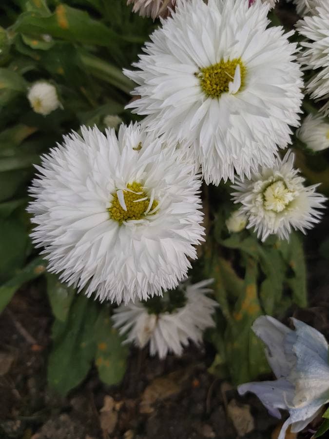 Annexe Bellis Perennis 1.jpg