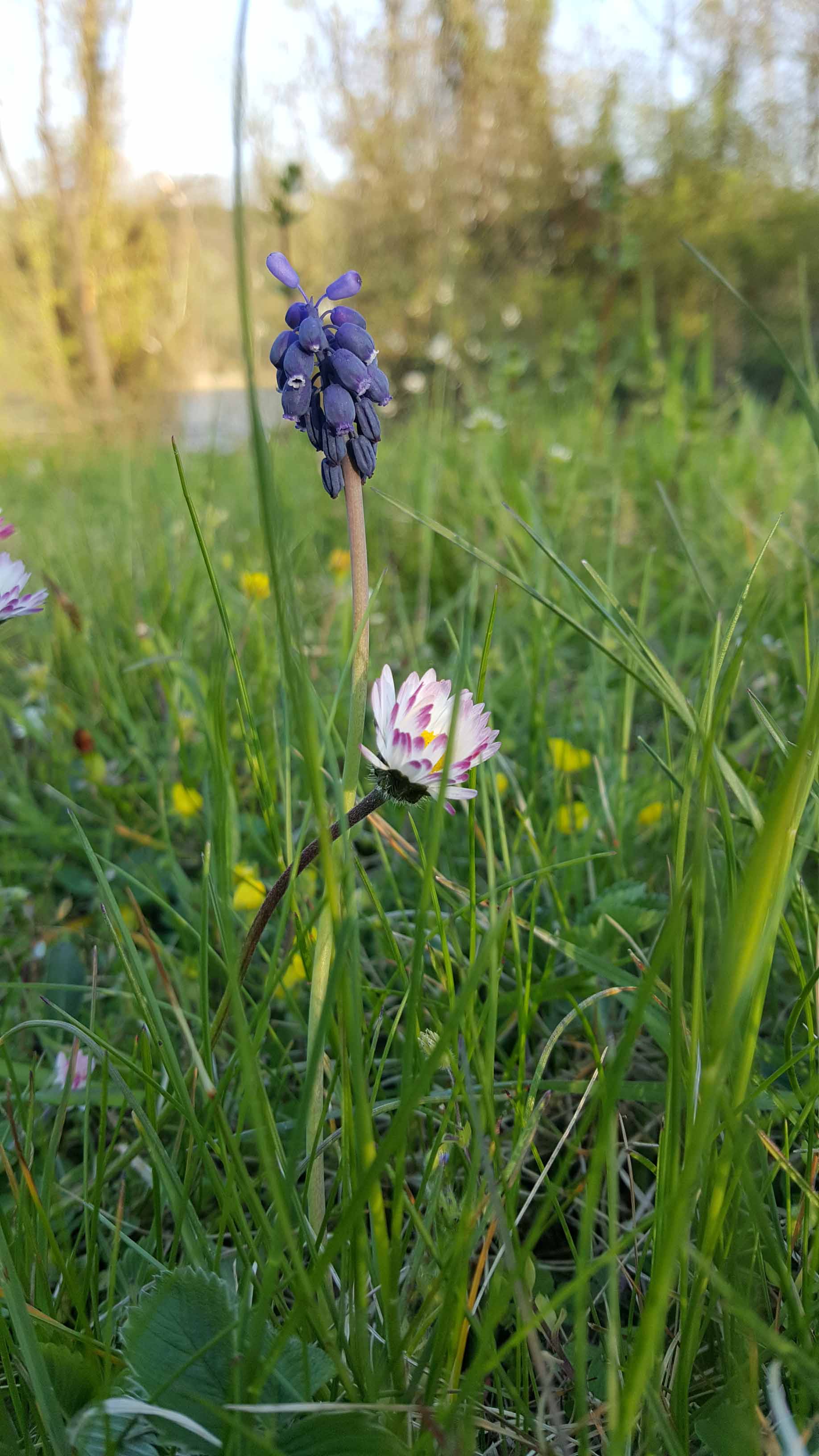 Annexe paquerette.jpg