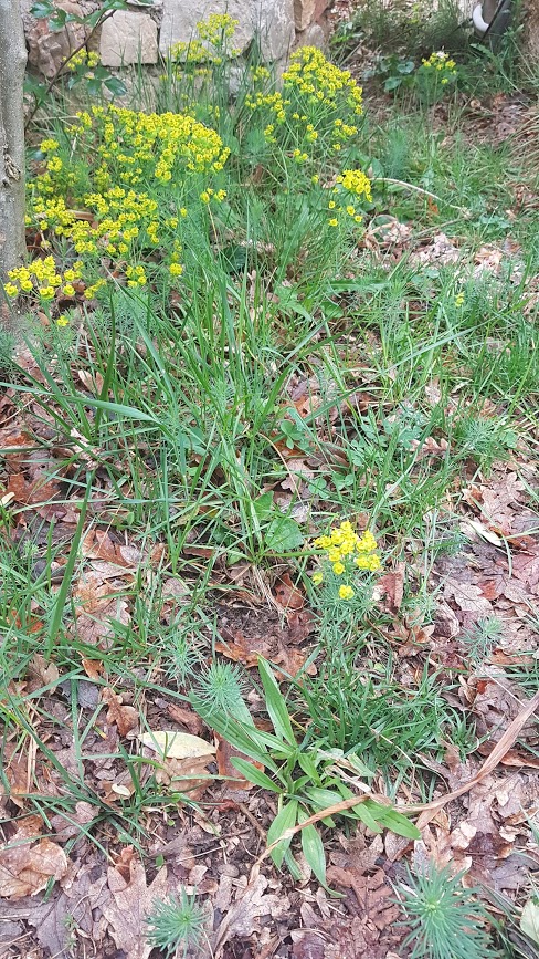 Annexe 20200421_181713.jpg