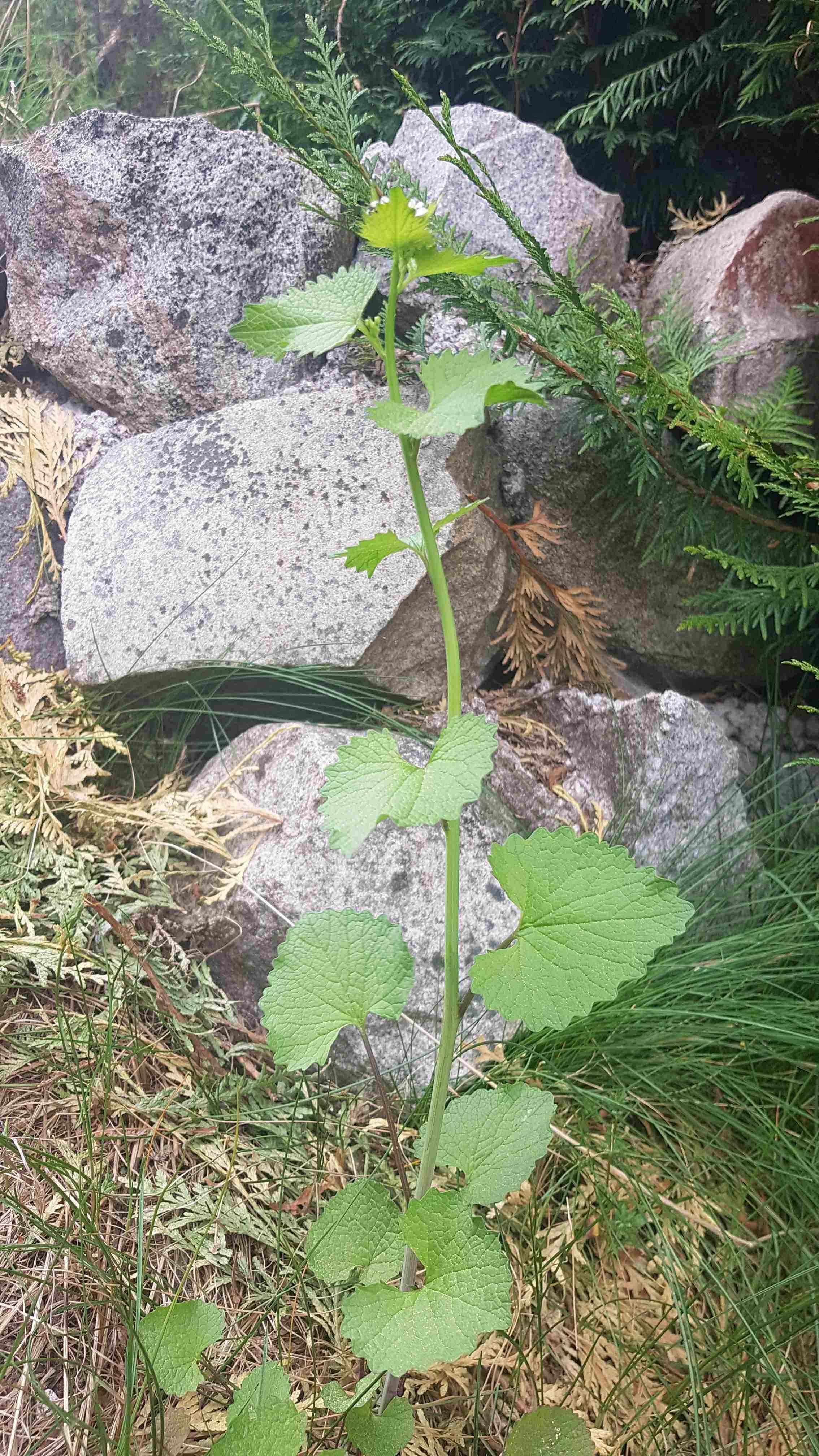 Annexe aliaire 1.jpg