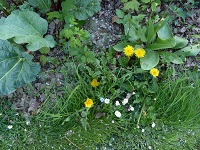 Annexe diversité 2.jpg