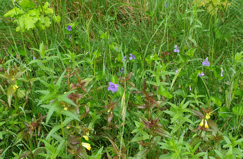 Annexe mooc-biodiversiote.jpg