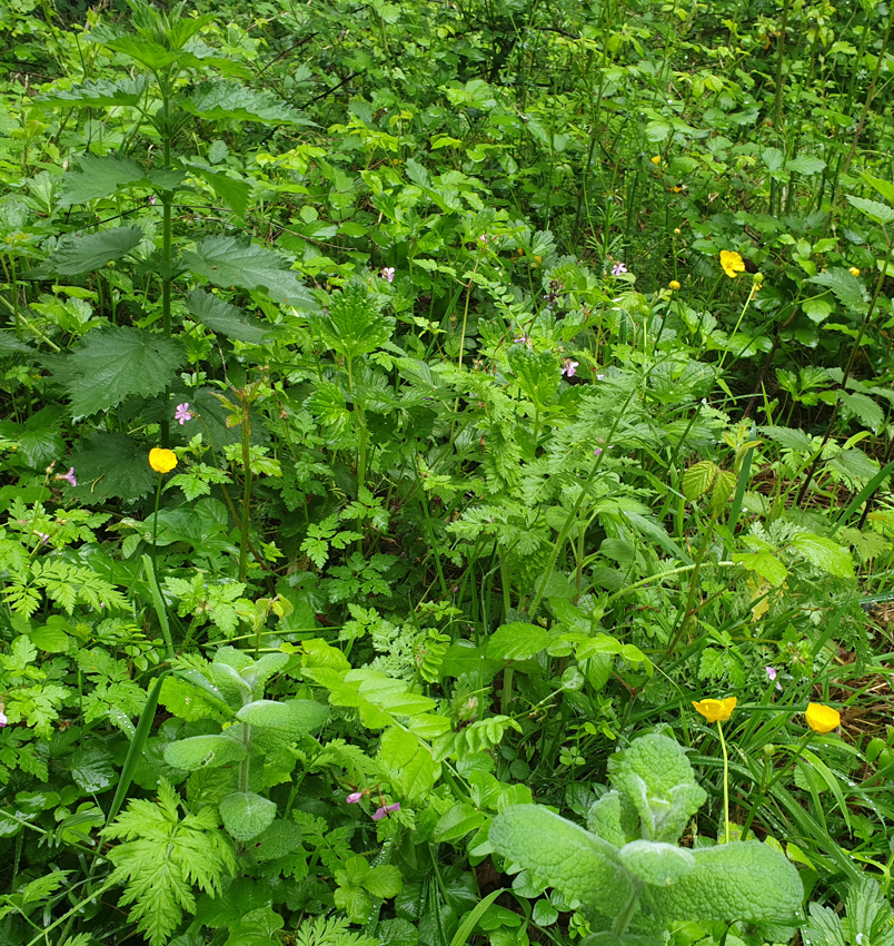 Annexe mooc-biodiversiote2.jpg