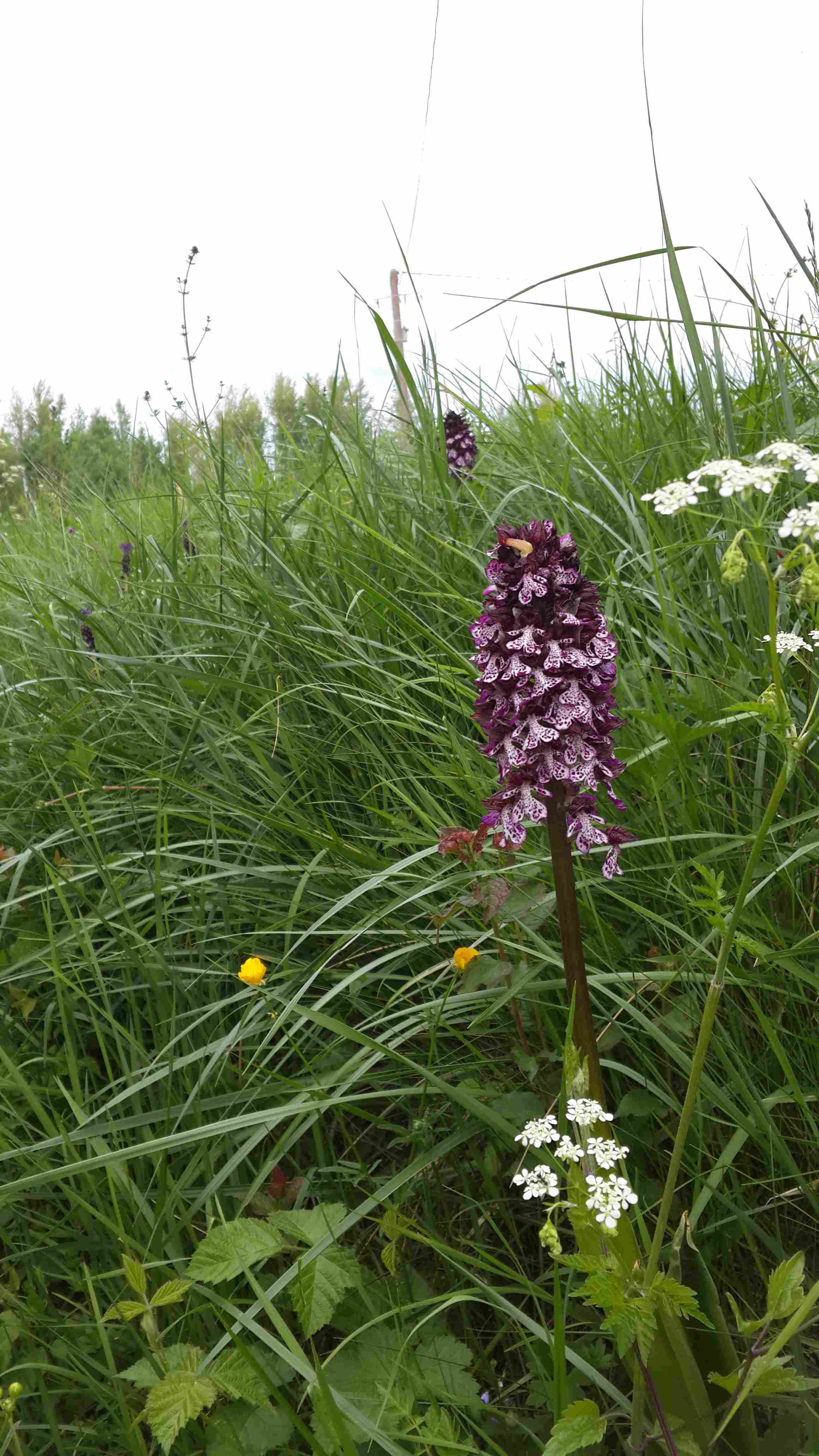 Annexe 20170415_marolles_orchis_pourpre.jpg