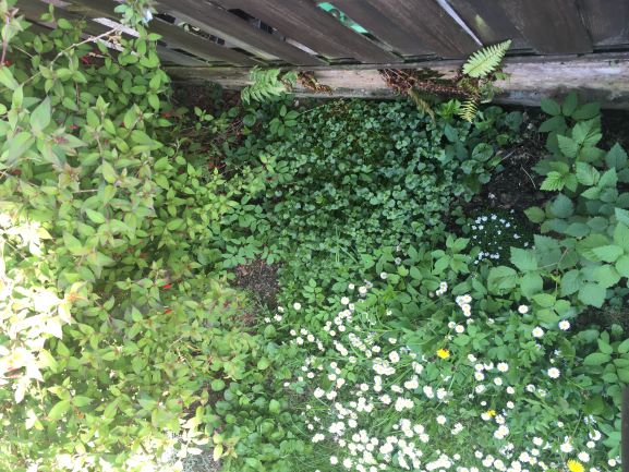 Annexe biodiversité.JPG