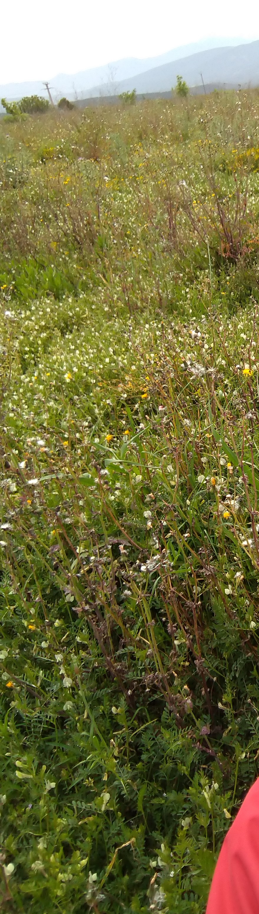 Annexe DSC_0589 (2).JPG