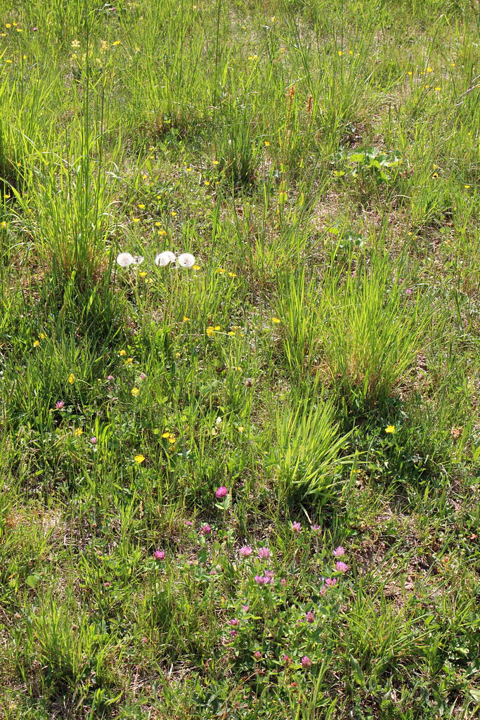 Annexe Diversite.jpg