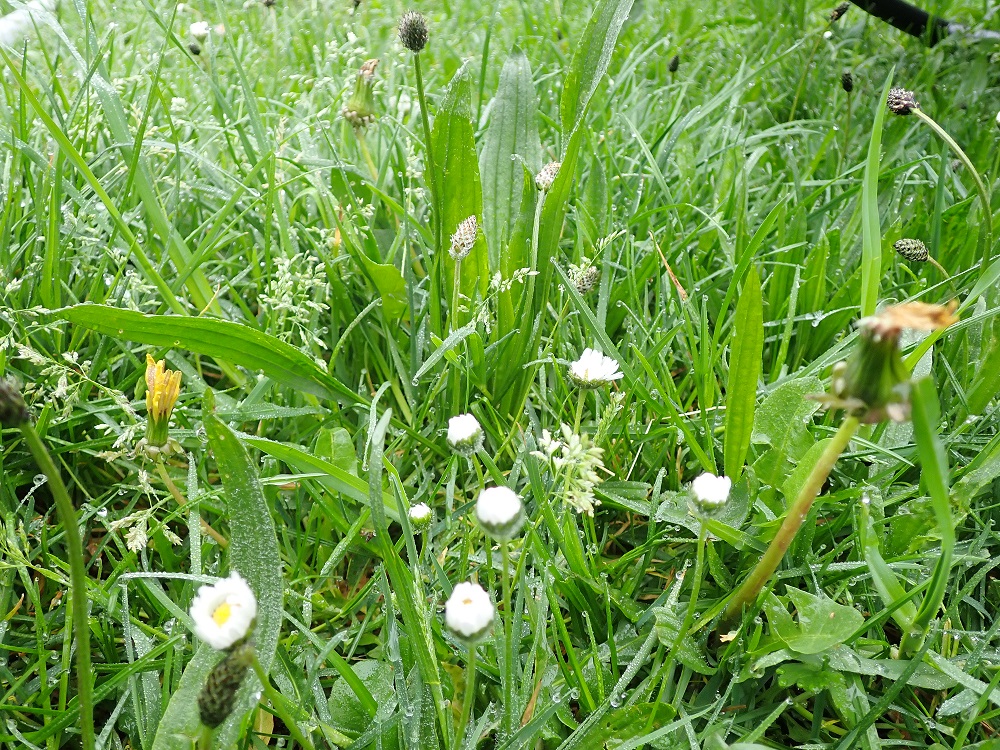 Annexe milieu rapproché.JPG