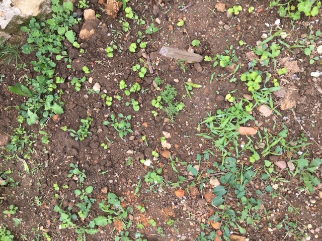 Annexe dans mon jardin.JPG