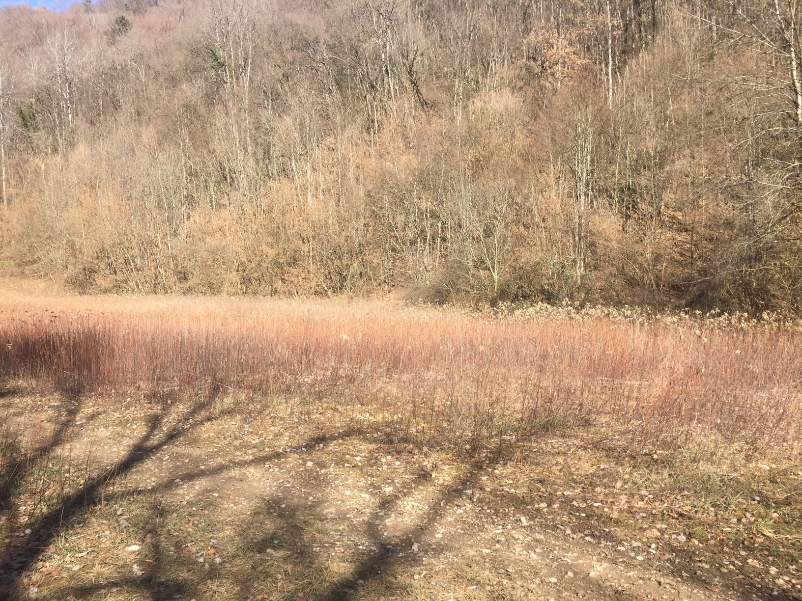 Annexe 60415422382__61909C42-CA14-42FC-A3A6-4FB36BE5EF3E mini.JPG