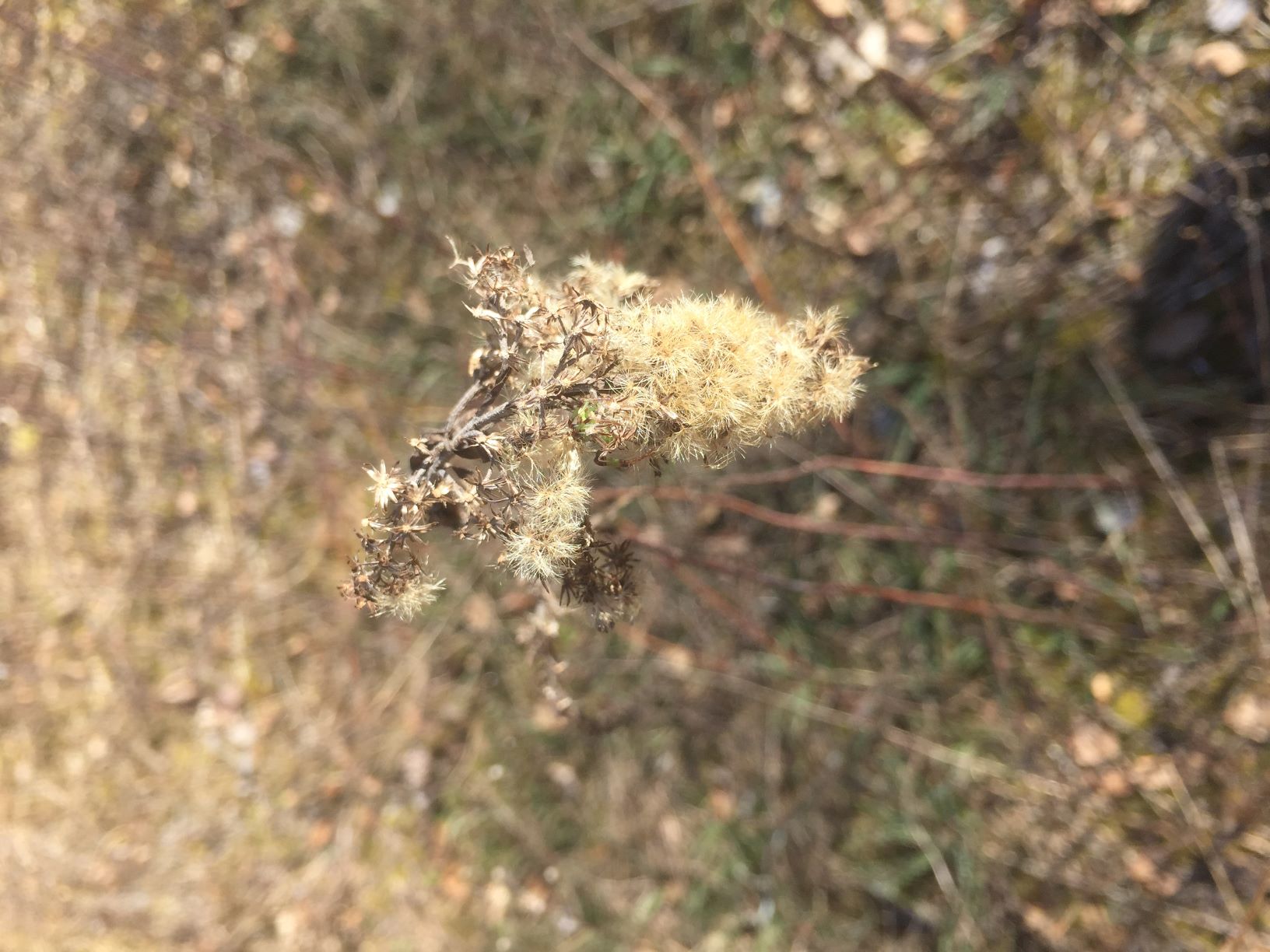 Annexe 60415426690__AD096BDF-908E-4C04-87A6-13E93E8E4281 mini.JPG