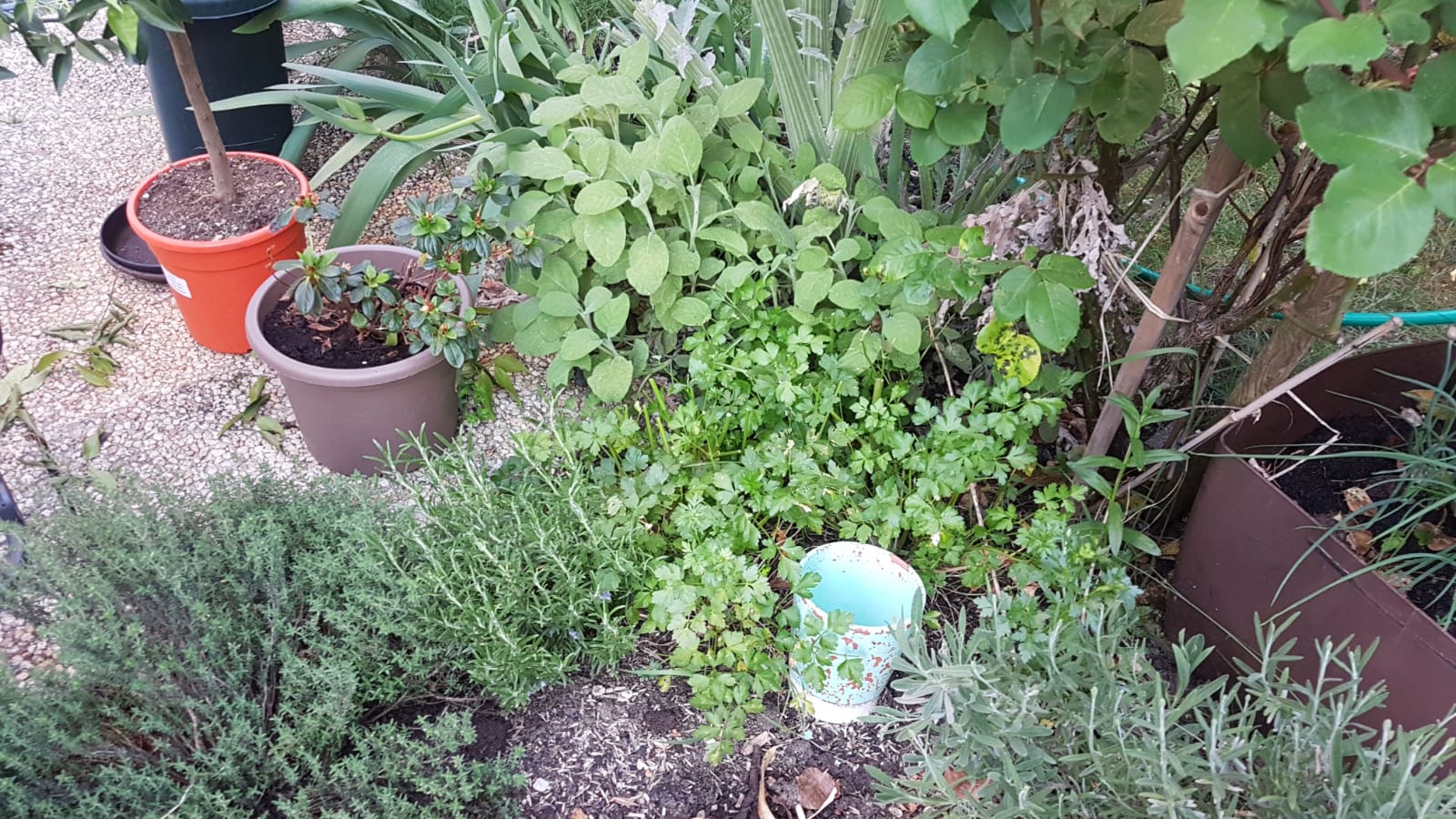 Annexe mooc_botanica_1erepart_act2.jpg