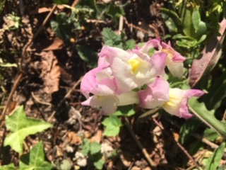 Annexe Grand muflier.JPG