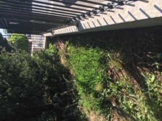 Annexe Luzerne darabie.JPG